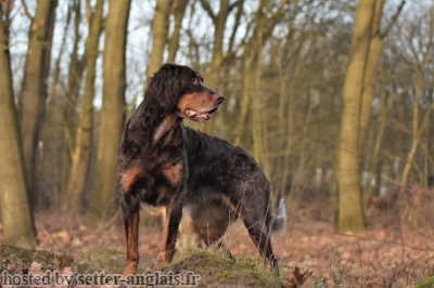 Epagneul Picard BLISS VOM WIETESCH Epagneul Picard BLISS VOM WIETESCH